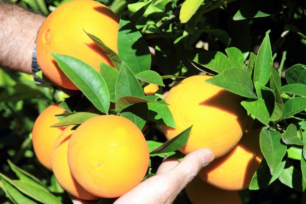 Fruteando
