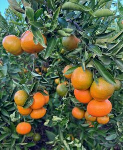 MANDARINA