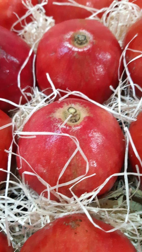 Fruteando