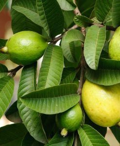 hoja de guayaba
