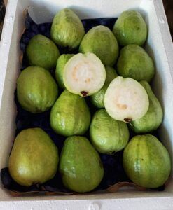 GUAYABA BLANCA